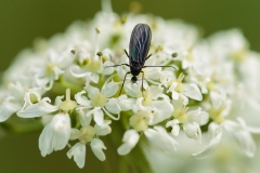 www.regardsetimages.fr-509ieme-david-lacaille-sciara-sur-fleur-de-cerfeuil-40pts