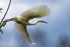 www.regardsetimages.fr-509ieme-jean-marc-dufresne-aigrette-garzette-40pts