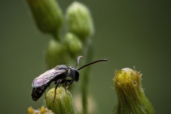 www.regardsetimages.fr-109eme-philippe-kirchherr-bestiole-44pts