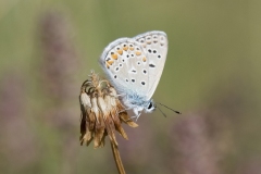 www.regardsetimages.fr-760eme-h-edouard-largus-bleu-33pts