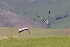 www.regardsetimages.fr-84ieme-poupel-denys-grues-demoiselle-30pts