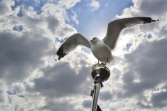 136ième D. Le Grain La mouette 38pts