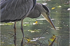 www.regardsetimages.fr-179eme-jean-ledo-heron-a-larret-34pts