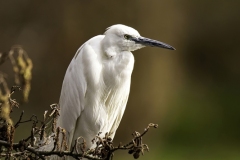 www.regardsetimages.fr-107eme-jean-marc-dufresne-aigrette-32pts