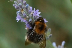 www.regardsetimages.fr-164eme-david-lacaille-bourdon-sur-fleur-de-lavande-24pts