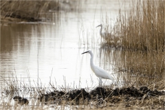 www.regardsetimages.fr-38eme-gilles-kabelaan-aigrette-garzette-39pts