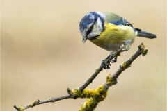 www.regardsetimages.fr-38eme-gilles-kabelaan-cyanistes-caeruleus-39pts