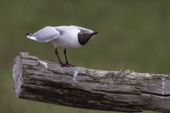 www.regardsetimages.fr-113ieme-gilles-kabelaan-mouette-rieuse-36pts