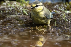 www.regardsetimages.fr-23ieme-gilles-kabelaan-reflet-mesange-bleue-48pts