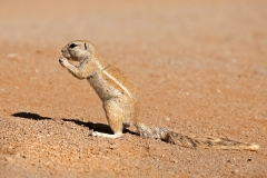 www.regardsetimages.fr-164ieme-denys-poupel-desert-de-namibie-40pts