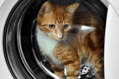 www.regardsetimages.fr-43-patard-damien_le-nouveau-le-chat-machine